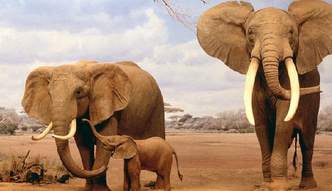 Afrika fillerinin hayvanat bahçelerine getirilmesi yasaklandı